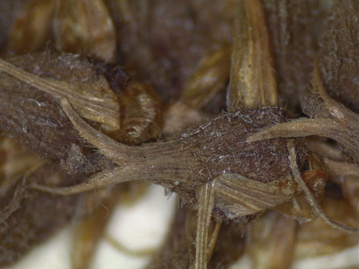 Closeup of perigynia of isotype K002805790