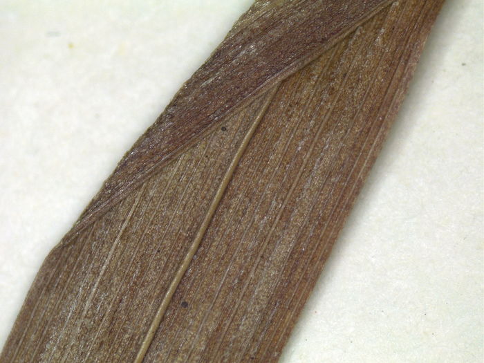 Abaxial leaf side of isotype K002805790