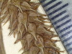 Pistillate spike of syntype K002805385