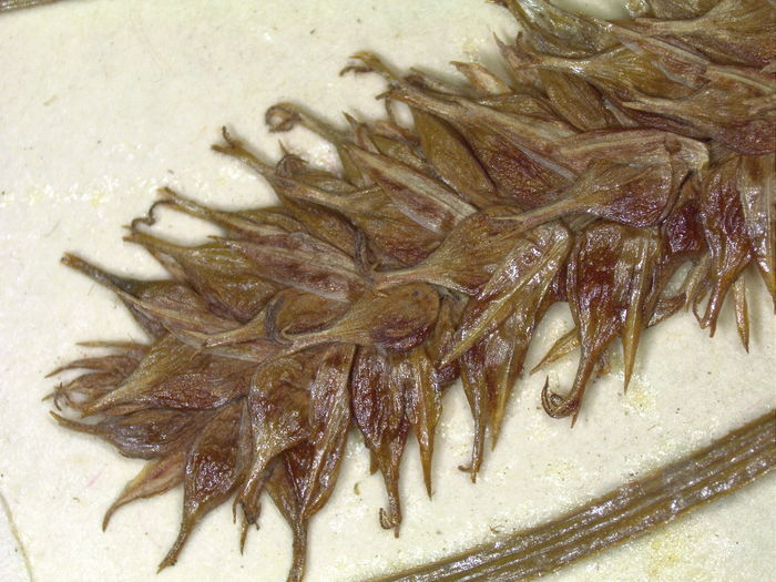 Pistillate spike K002805385