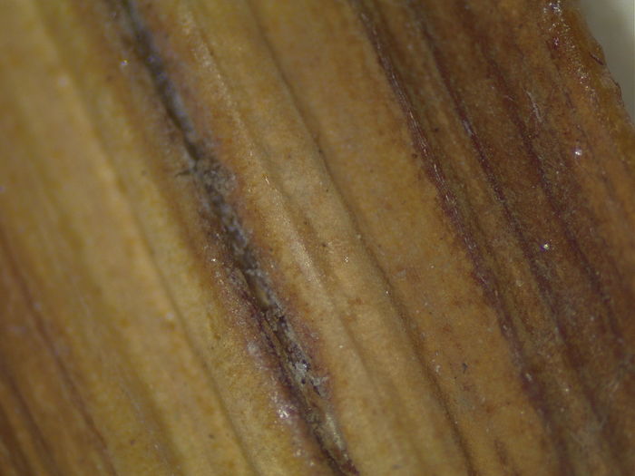 Close-up of adaxial leaf surface of syntype K002805385