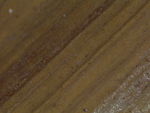 Close-up of adaxial leaf surface of K002805385