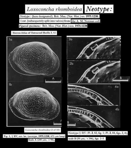 Neotype of Cythere rhomboidea Fischer, 1855 designated and illustrated by Athersuch &amp; Whittaker, 1976