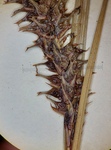 Close-up of pistillate spike