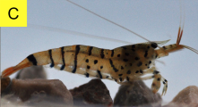Caridina grammosticta