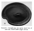 Asteropella pax Kornicker, 1986 from the original description