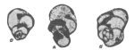 Spiroplectammina spinosa Lipina, 1955