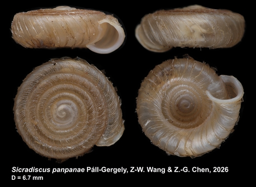 Holotype of Sicradiscus panpanae Páll-Gergely, Z.-W. Wang &amp; Z.-G. Chen, 2026