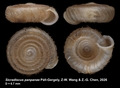 Holotype of Sicradiscus panpanae Páll-Gergely, Z.-W. Wang & Z.-G. Chen, 2026