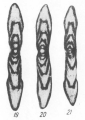 Novella pulchra Potievskaya, 1964