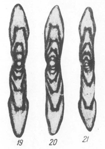 Novella pulchra Potievskaya, 1964