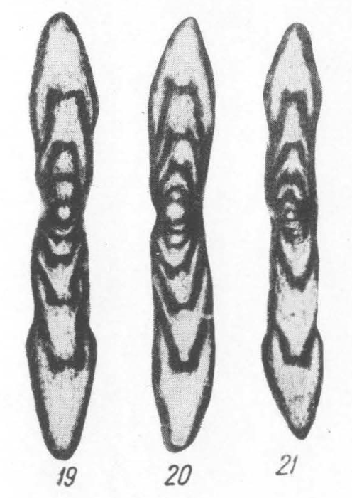 Novella pulchra Potievskaya, 1964