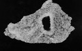 Cinachyrella desqueyrouxae