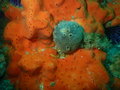 In situ photo