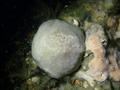 Holotype in situ