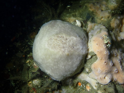 Holotype in situ