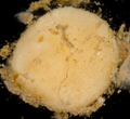Holotype in situ