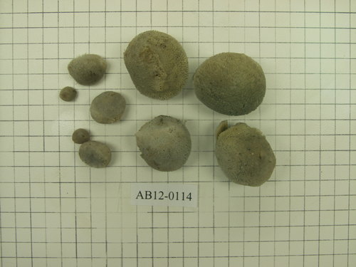 Lot of samples including holotype