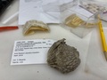 Dried Holotype