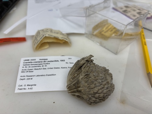 Dried Holotype