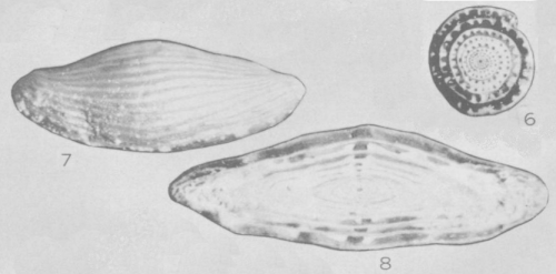 Wedekindella coloradoensis Roth &amp; Skinner, 1930