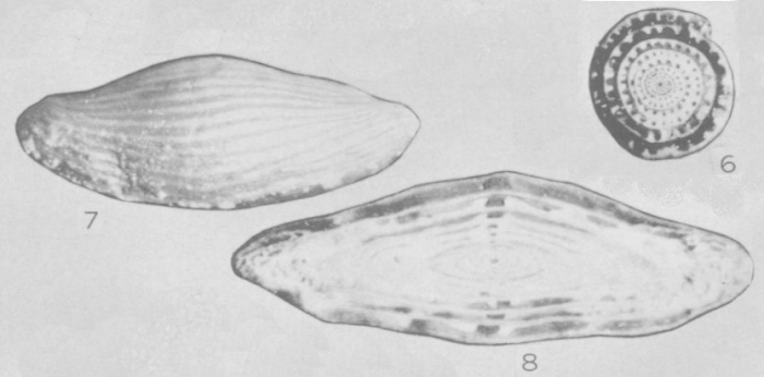 Wedekindella coloradoensis Roth &amp; Skinner, 1930