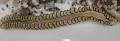 Polyodontes kuroshio holotype live NMST-Pol H-764 