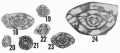 Plectofusulina portalensis Ross & Sabins, 1965
