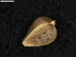 Carex andina