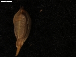 Carex aphylla