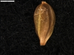 Carex aphylla