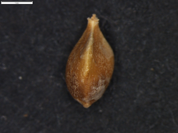 Carex austroamericana