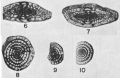 Fusulina socorroensis Needham, 1937
