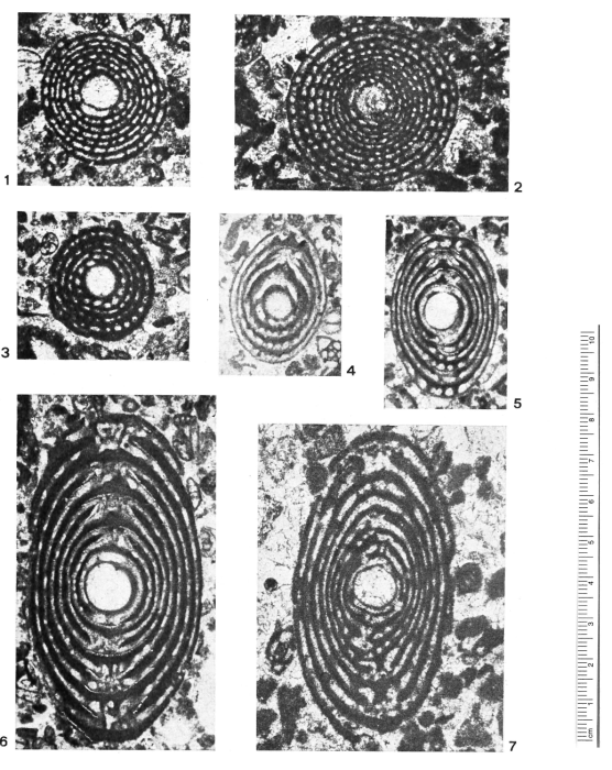 Lacazina blumenthali subsp. gracilis Drobne, 1974