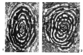 Fig. 1. Ko V/2541, forme B, section oblique au plan axial, tours externes sans crêtes.
Fig. 2. Ko V/2544, forme B, holotype, section axiale.

(original in French - Drobne 1974)