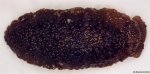 Nudibranchia