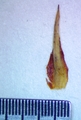 Carex transandina