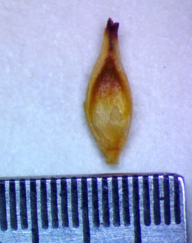 Carex transandina