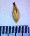 Carex transandina