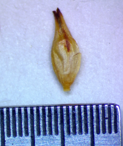 Carex transandina