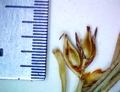 Carex transandina