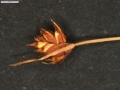 Carex trichodes