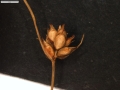 Carex trichodes