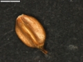 Carex vallis-pulchrae subsp. barrosiana