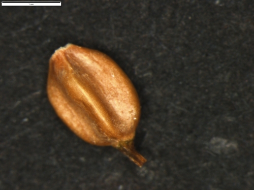 Carex vallis-pulchrae subsp. barrosiana