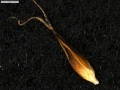 Carex vallis-pulchrae subsp. barrosiana