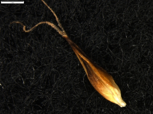 Carex vallis-pulchrae subsp. barrosiana