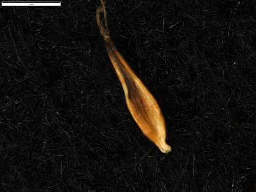 Carex vallis-pulchrae subsp. barrosiana
