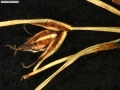 Carex vallis-pulchrae subsp. barrosiana