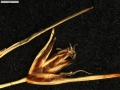 Carex vallis-pulchrae subsp. barrosiana